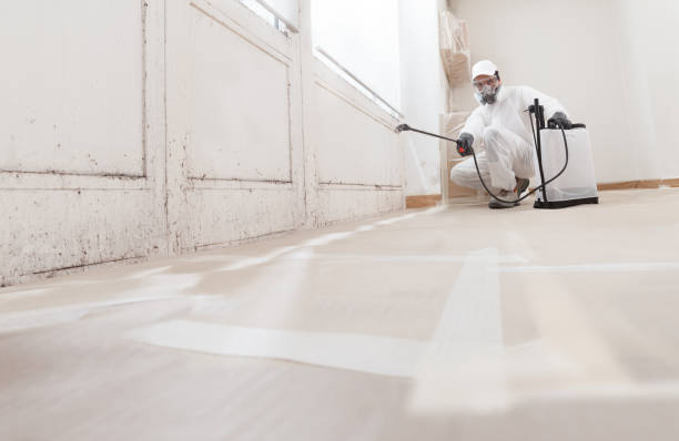 24/7 Emergency Black Mold Remediation experts in Pentwater, MI