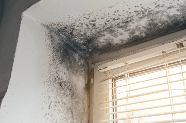 Affordable Black Mold Remediation solutions in Pentwater, MI